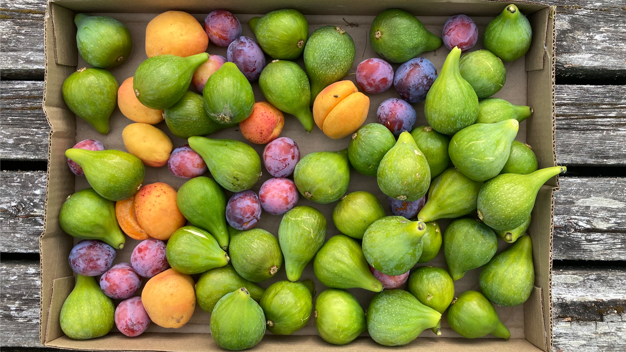 fresh figs and plums